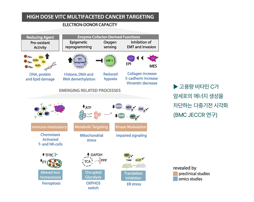▶ 고용량 비타민 C가 암세포의 에너지 생성을 차단하는 다중기전 시각화(BMC JECCR 연구)